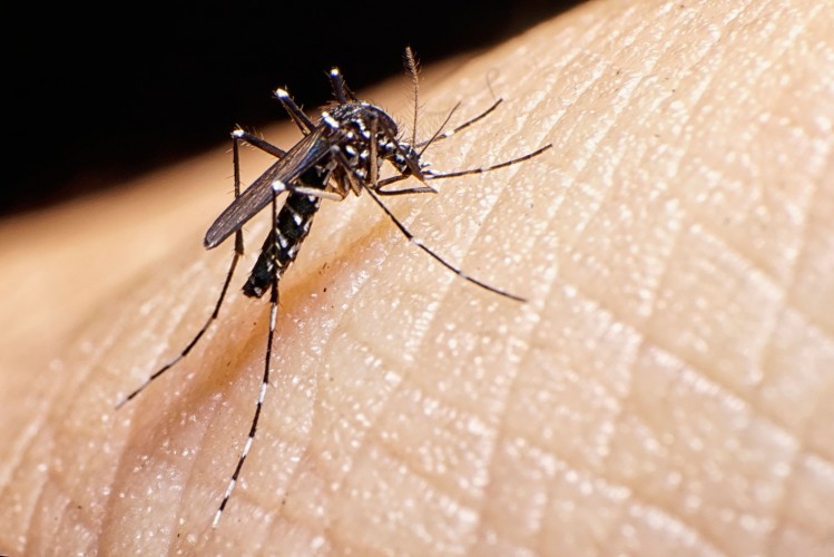 Aedes Aegypti: Último levantamento aponta leve queda de infestação predial